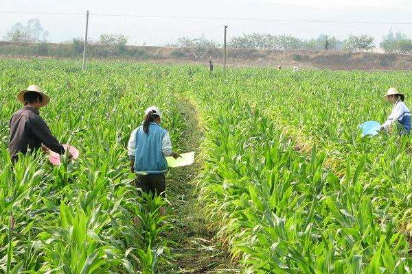 農(nóng)業(yè)專業(yè)