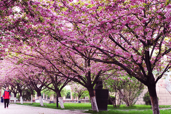成都市大彎中學(xué)校地址